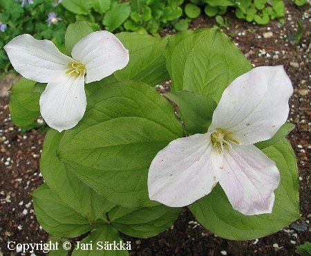 Trillium grandiflorum